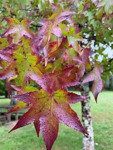 Liquidambar styraciflua 18-20 STA WRB 3 X V