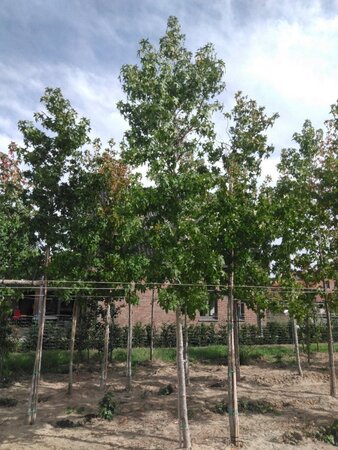 Liquidambar styraciflua 20-25 Hoogstam draadkluit 3 X verplant - afbeelding 2