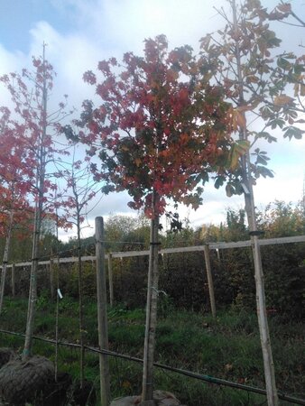 Liquidambar styraciflua 20-25 Hoogstam draadkluit 3 X verplant - afbeelding 1