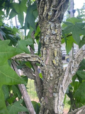 Liquidambar styraciflua 20-25 STA WRB 3 X V - image 5