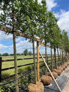 Liquidambar styraciflua 20-25 STA WRB 3 X V - image 7