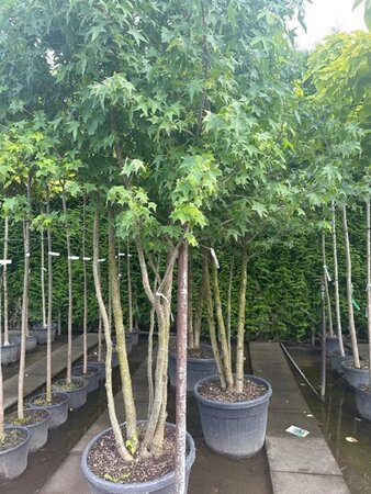 Liquidambar styraciflua 250-300 cm container meerstammig - afbeelding 2