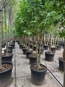 Liquidambar styraciflua 250-300 cm container multi-stem - image 6