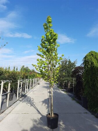 Liquidambar styraciflua 250-300 cm container multi-stem - image 4