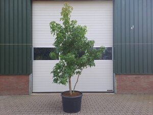 Liquidambar styraciflua 250-300 cm container multi-stem