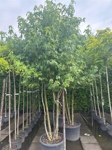 Liquidambar styraciflua 250-300 cm container multi-stem - image 3