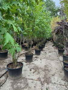 Liquidambar styraciflua 300-350 cm container meerstammig - afbeelding 3