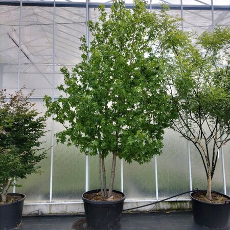 Liquidambar styraciflua 300-350 cm container meerstammig - afbeelding 1