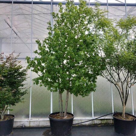 Liquidambar styraciflua 300-350 cm container meerstammig - afbeelding 2