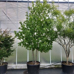 Liquidambar styraciflua 300-350 cm container meerstammig - afbeelding 2