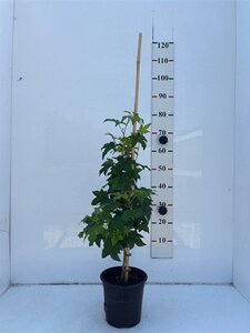 Liquidambar styraciflua 60-80 cm cont. 5,0L