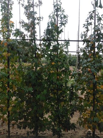Liquidambar styraciflua 6-8 cm met kluit geveerd - afbeelding 4