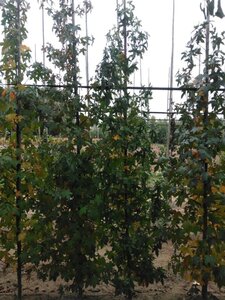 Liquidambar styraciflua 6-8 cm met kluit geveerd - afbeelding 4