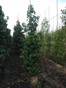 Liquidambar styraciflua 6-8 cm met kluit geveerd - afbeelding 3