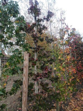 Liquidambar styraciflua 6-8 cm met kluit geveerd - afbeelding 2