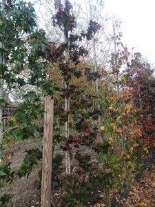 Liquidambar styraciflua 6-8 cm met kluit geveerd - afbeelding 2