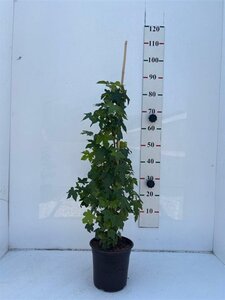 Liquidambar styraciflua 80-100 cm cont. 5,0L