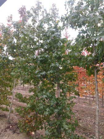 Liquidambar styraciflua 8-10 cm draadkluit geveerd