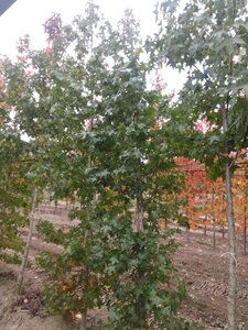 Liquidambar styraciflua 8-10 cm draadkluit geveerd