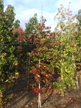 Liquidambar styraciflua 8-10 cm met kluit geveerd - afbeelding 5