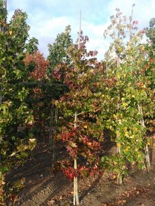 Liquidambar styraciflua 8-10 cm met kluit geveerd - afbeelding 5