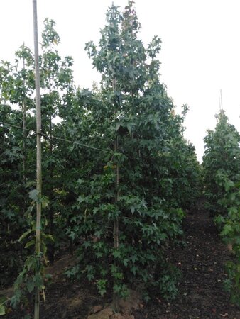 Liquidambar styraciflua 8-10 cm met kluit geveerd - afbeelding 2