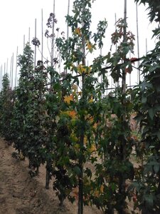 Liquidambar styraciflua 8-10 cm met kluit geveerd - afbeelding 3