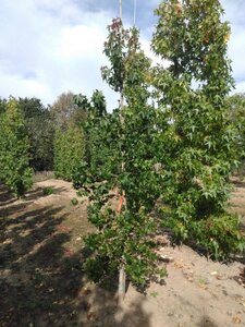 Liquidambar styraciflua 8-10 cm met kluit geveerd - afbeelding 4