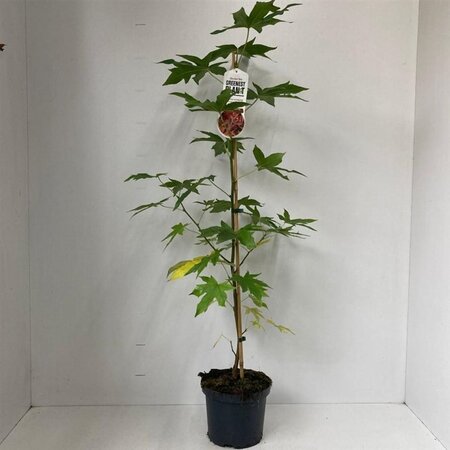 Liquidambar s. 'Worplesdon' 100-125 cm cont. 3,5L met stok