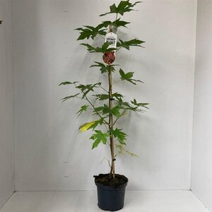 Liquidambar s. 'Worplesdon' 100-125 cm cont. 3,5L met stok