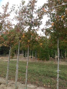 Liquidambar s. 'Worplesdon' 10-12 Hoogstam met kluit