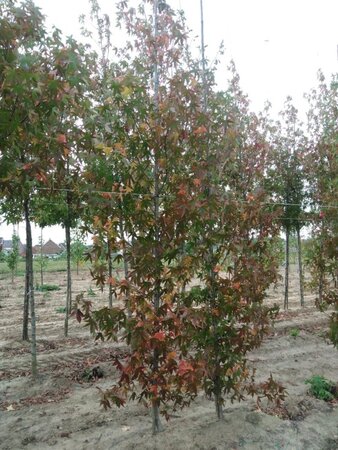Liquidambar s. 'Worplesdon' 10-12 cm met kluit geveerd - afbeelding 2