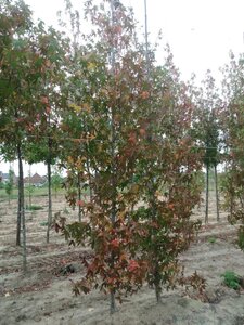 Liquidambar s. 'Worplesdon' 10-12 cm met kluit geveerd - afbeelding 2