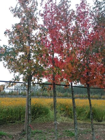 Liquidambar s. 'Worplesdon' 12-14 cm draadkluit geveerd 2 X verplant - afbeelding 1