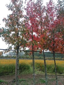 Liquidambar s. 'Worplesdon' 12-14 cm draadkluit geveerd 2 X verplant