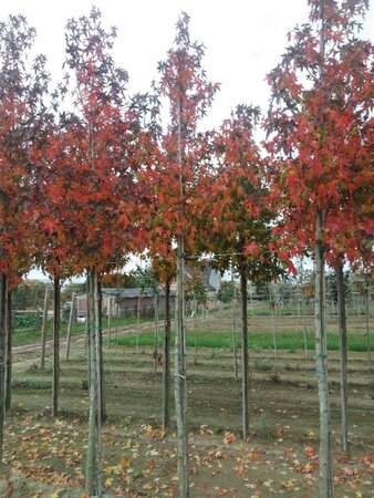 Liquidambar s. 'Worplesdon' 12-14 cm draadkluit geveerd 2 X verplant - afbeelding 2