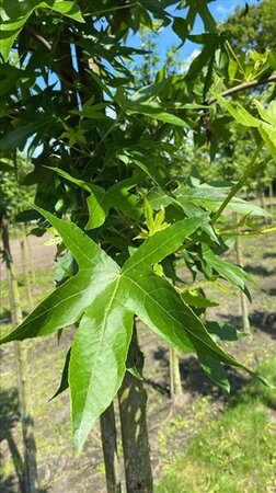 Liquidambar s. 'Worplesdon' 12-14 Hoogstam draadkluit 2 X verplant - afbeelding 4
