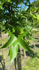 Liquidambar s. 'Worplesdon' 12-14 Hoogstam draadkluit 2 X verplant - afbeelding 4