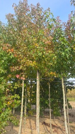 Liquidambar s. 'Worplesdon' 12-14 Hoogstam draadkluit 2 X verplant - afbeelding 5