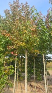 Liquidambar s. 'Worplesdon' 12-14 Hoogstam draadkluit 2 X verplant - afbeelding 5