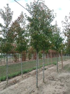 Liquidambar s. 'Worplesdon' 12-14 Hoogstam draadkluit 2 X verplant - afbeelding 7