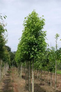 Liquidambar s. 'Worplesdon' 12-14 Hoogstam draadkluit 2 X verplant - afbeelding 2