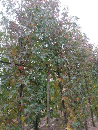 Liquidambar s. 'Worplesdon' 14-16 Hoogstam draadkluit 2 X verplant - afbeelding 5