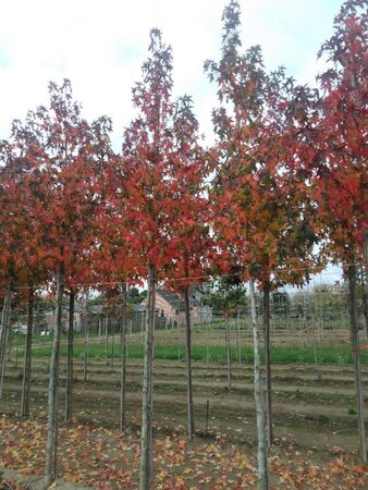 Liquidambar s. 'Worplesdon' 14-16 Hoogstam draadkluit 2 X verplant - afbeelding 6