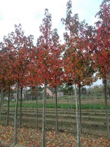 Liquidambar s. 'Worplesdon' 14-16 Hoogstam draadkluit 2 X verplant - afbeelding 6
