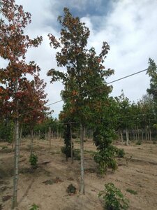 Liquidambar s. 'Worplesdon' 16-18 Hoogstam draadkluit 3 X verplant - afbeelding 4