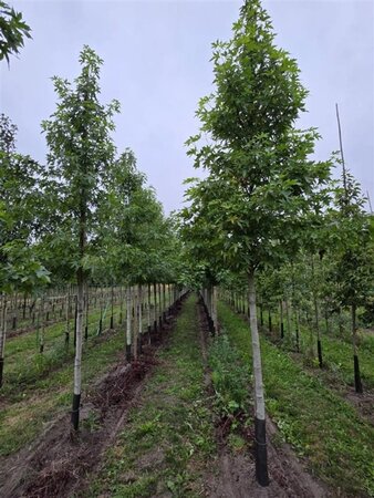 Liquidambar s. 'Worplesdon' 16-18 Hoogstam draadkluit 3 X verplant - afbeelding 6