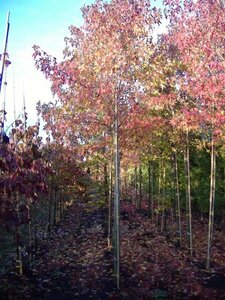 Liquidambar s. 'Worplesdon' 16-18 Hoogstam draadkluit 3 X verplant
