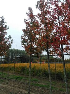 Liquidambar s. 'Worplesdon' 16-18 STA WRB 3 X V - image 3