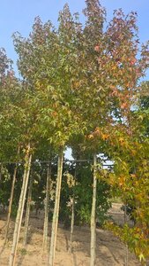Liquidambar s. 'Worplesdon' 16-18 STA WRB 3 X V - image 2